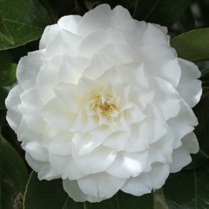 Camellia japonica 'Margarete Hertrich'