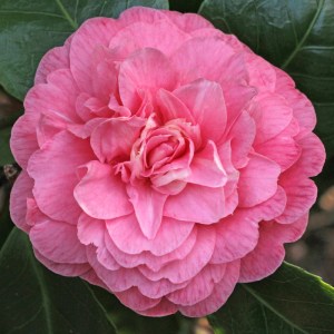 Camellia japonica 'Marguerite Gouillon Rose'