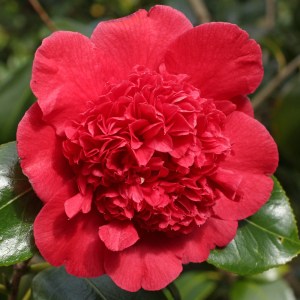 Camellia japonica 'Mariann'