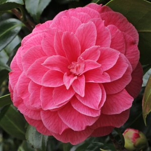 Camellia japonica 'Marianna Gaeta'