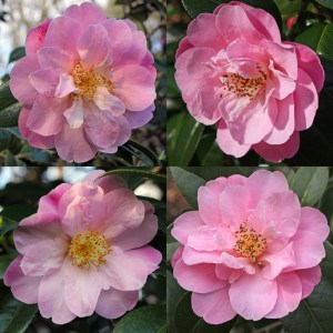 Camellia x williamsii 'Marjorie Waldegrave'