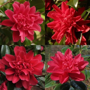 Camellia japonica 'Mark Alan'