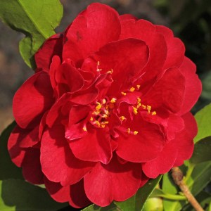 Camellia japonica 'Maroon and Gold'