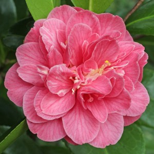Camellia japonica 'Marie Bracey'