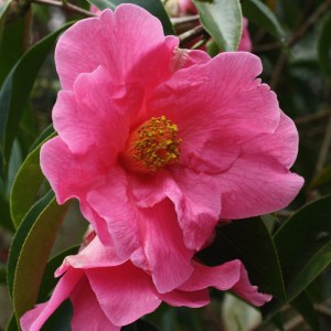 Camellia reticulata 'Mary Williams'
