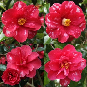 Camellia japonica 'Masayoshi'
