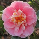 Camellia japonica 'Masquerade'