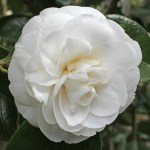 Camellia japonica 'Masterpiece'