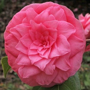 Camellia japonica 'Mathotiana Rosea'
