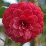 Camellia japonica 'Mathotiana Rubra'