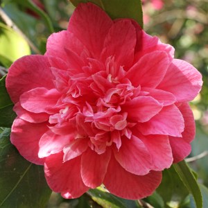Camellia japonica 'Mathotiana Supreme'
