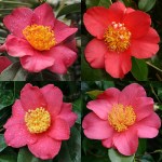 Camellia japonica 'Mattie Cole'