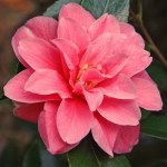Camellia x williamsii 'Maud Messel'