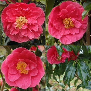 Camellia jaoponica 'Mermaid'