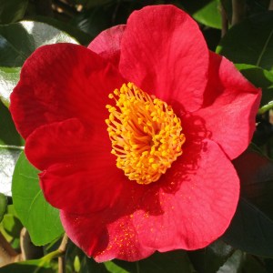 Camellia japonica 'Merry Christmas'