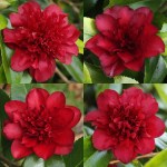 Camellia japonica 'Midnight Magic'