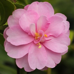 Camellia sasanqua 'Mignonne'