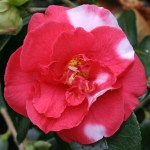 Camellia japonica 'Mikenjaku'