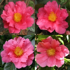 Camellia 'Milo Rowell'
