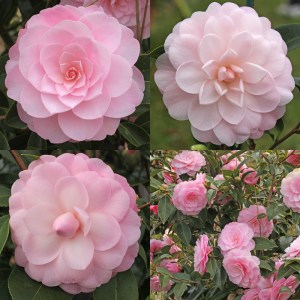 Camellia x williamsii 'Mimosa Jury'