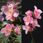 Camellia 'Minato-no-akebono'