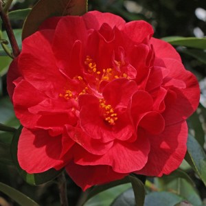 Camellia japonica 'Miss Charleston'