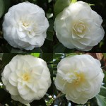 Camellia japonica 'Miss Lyla'