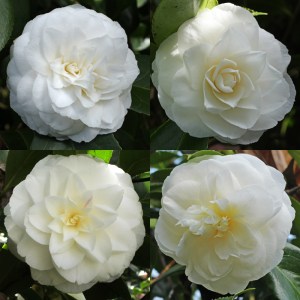 Camellia japonica 'Miss Lyla'