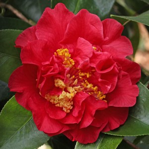 Camellia reticulata 'Miss Tulare'