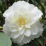 Camellia japonica 'Miss Universe'