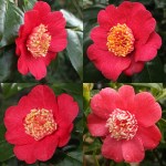 Camellia 'Momijigari' (Higo)