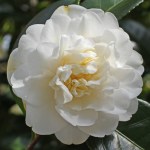 Camellia japonica 'Mona Lisa'