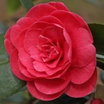 Camellia japonica 'Monarch'