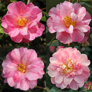 Camellia x williamsii 'Monica Dance'