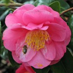 Camellia japonica 'Monte Carlo'