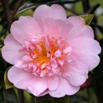 Camellia 'Monticello'