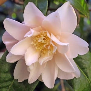 Camellia japonica 'Moonlight Sonata'