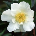 Camellia sasanqua 'Moonlight'