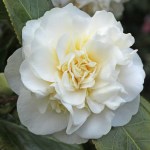 Camellia japonica 'Moshe Dayan'