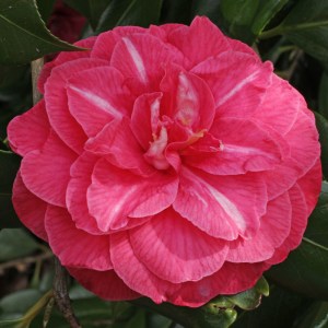 Camellia japonica 'Mrs Anne Marie Hovey'