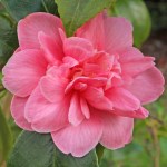 Camellia japonica 'Mrs Delacquer's Beauty'