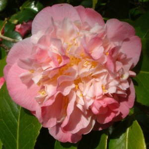 Camellia japonica 'Mrs Lyman Clarke'