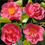Camellia japonica 'Mrs Swan'