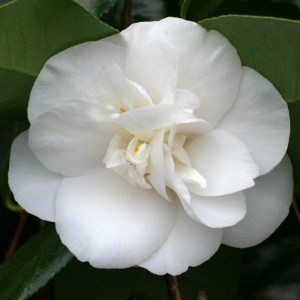 Camellia japonica 'Mrs William Thompson'