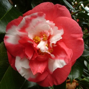 Camellia japonica 'Nagasaki'