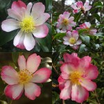 Camellia sasanqua 'Navajo'