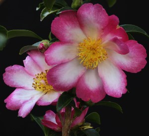 Camellia sasanqua 'Navajo'