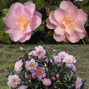 Camellia 'Nicky Crisp'