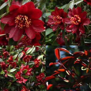 Camellia 'Night Rider'