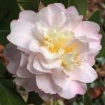Camellia japonica 'Nina Avery'